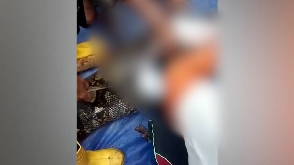 Riesige Python verschlingt Frau in Indonesien: Leichnam in Schlange entdeckt
