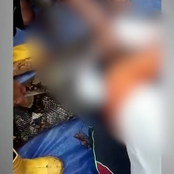 Riesige Python verschlingt Frau in Indonesien: Leichnam in Schlange entdeckt