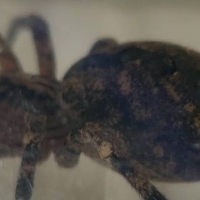 Aargauer entdeckt Nosferatu-Spinne in Wohnung: «Das ist doch nicht normal?!»