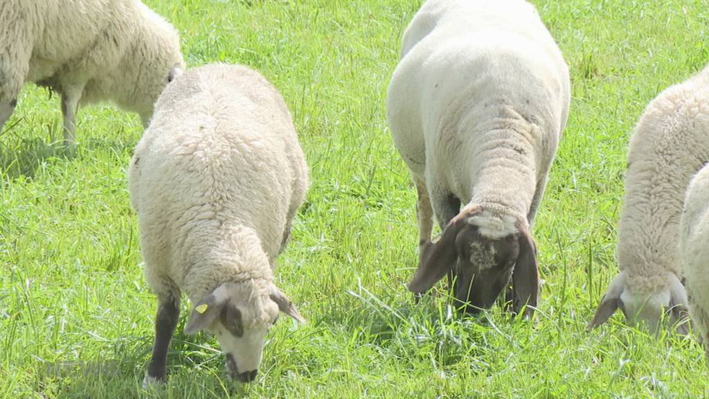 Der Wolf ist im Gantrisch-Gebiet unterwegs