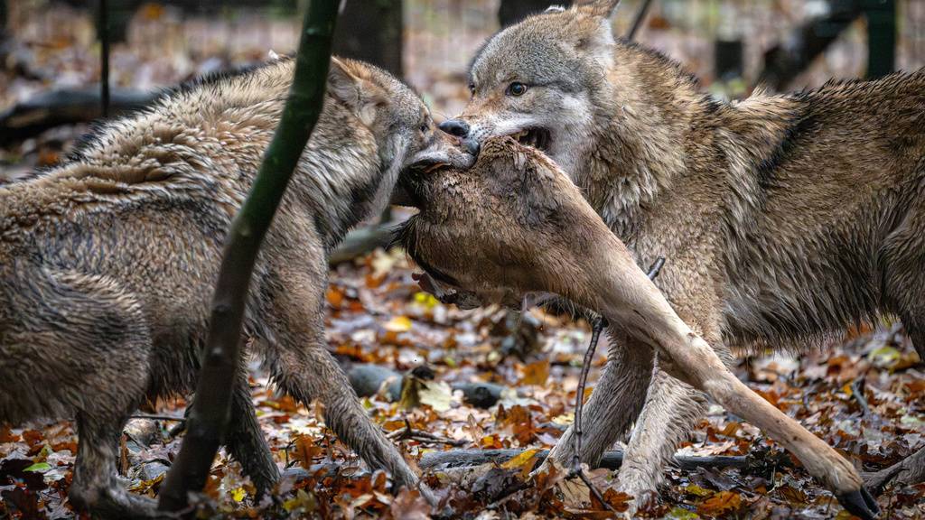 Das Hirschkalb wurde vermutlich von zwei Wölfen gerissen. (Symbolbild)