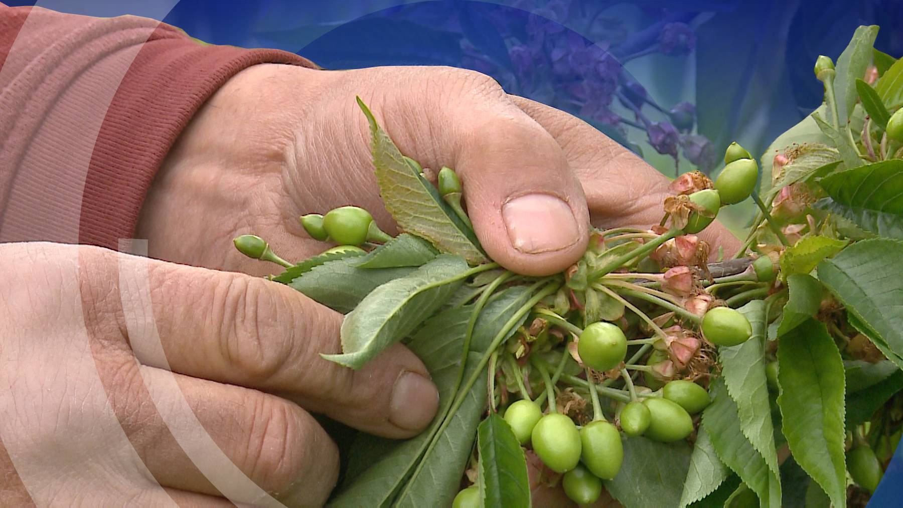Obstbauern versuchen blühenden Bäume zu schützen