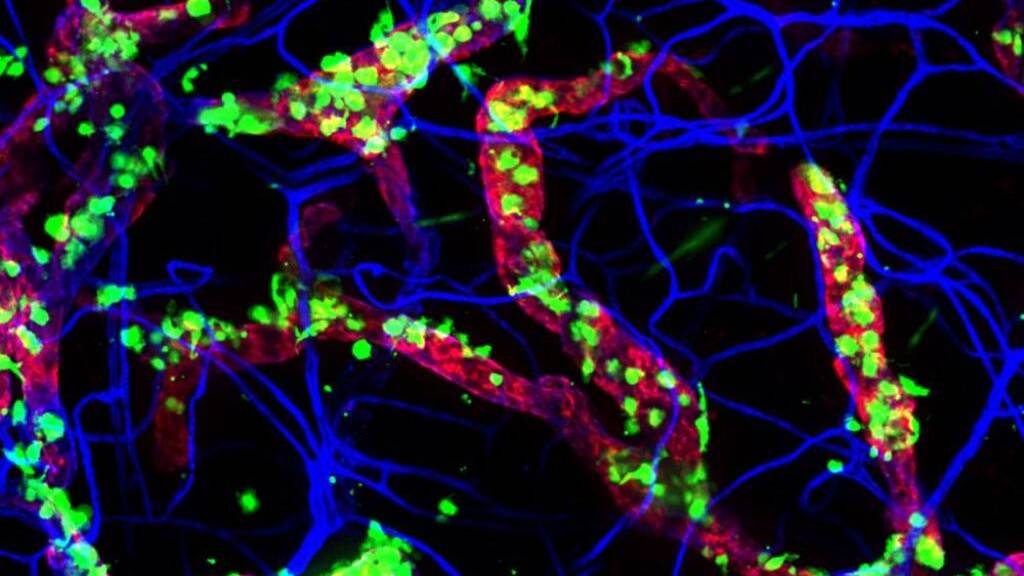 Dendritische Zellen der Maus (grün), die in die Lymphgefässe (rot) wandern: Dieser Prozess ist abhängig von der Tageszeit, wie eine Studie zeigt. 