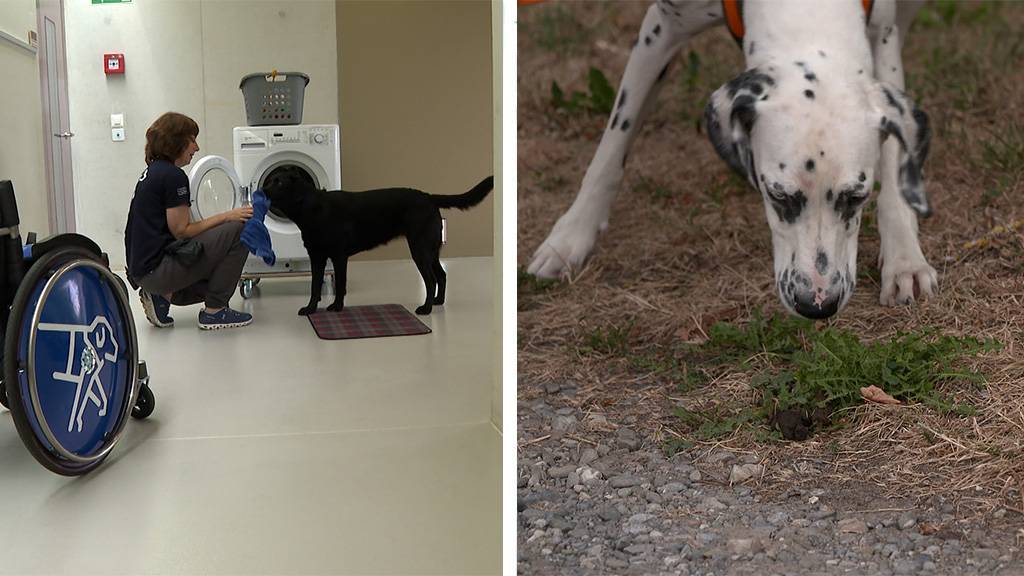 Assistent auf vier Pfoten / Was, wenn der Hund Kot frisst?