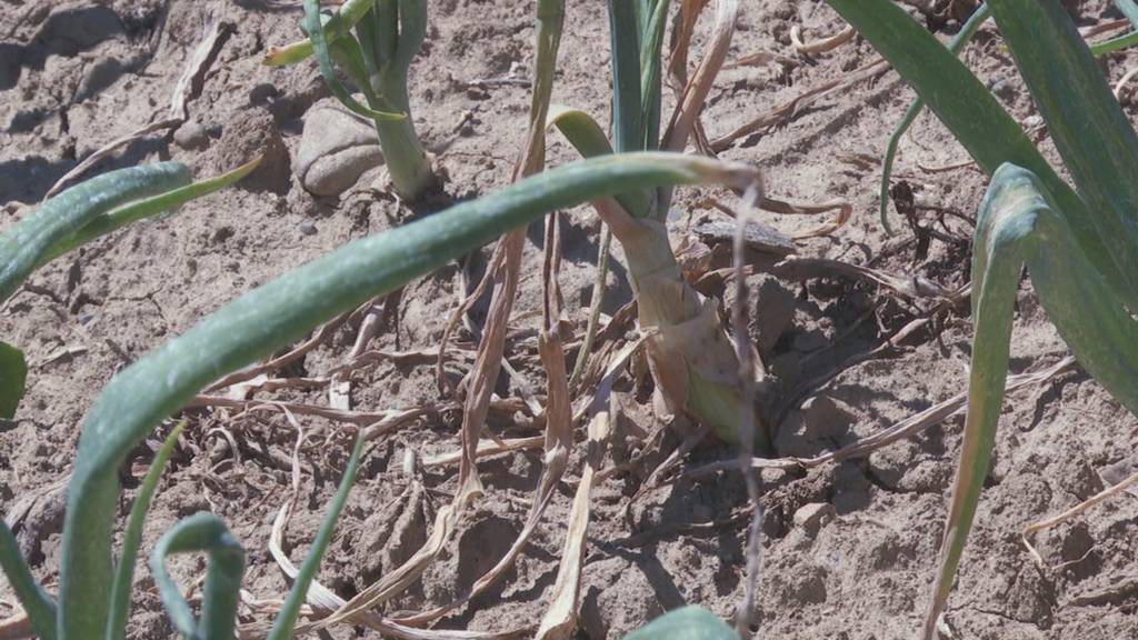 Wasserknappheit im Thurgau