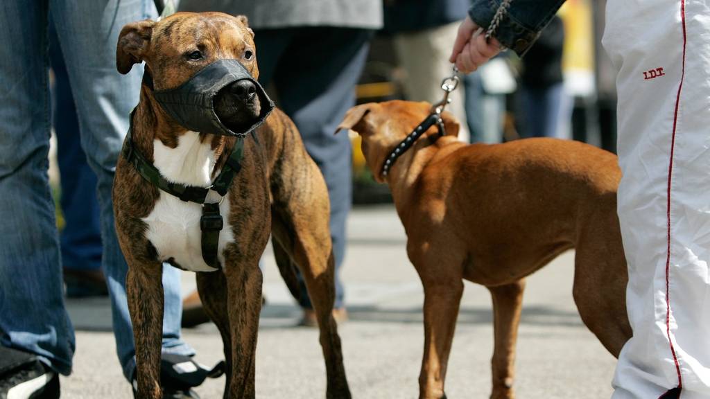Verbotene Hunderassen wie Pitbulls sterben im Kanton Zürich langsam aus