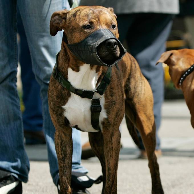 Verbotene Hunderassen wie Pitbulls sterben im Kanton Zürich langsam aus