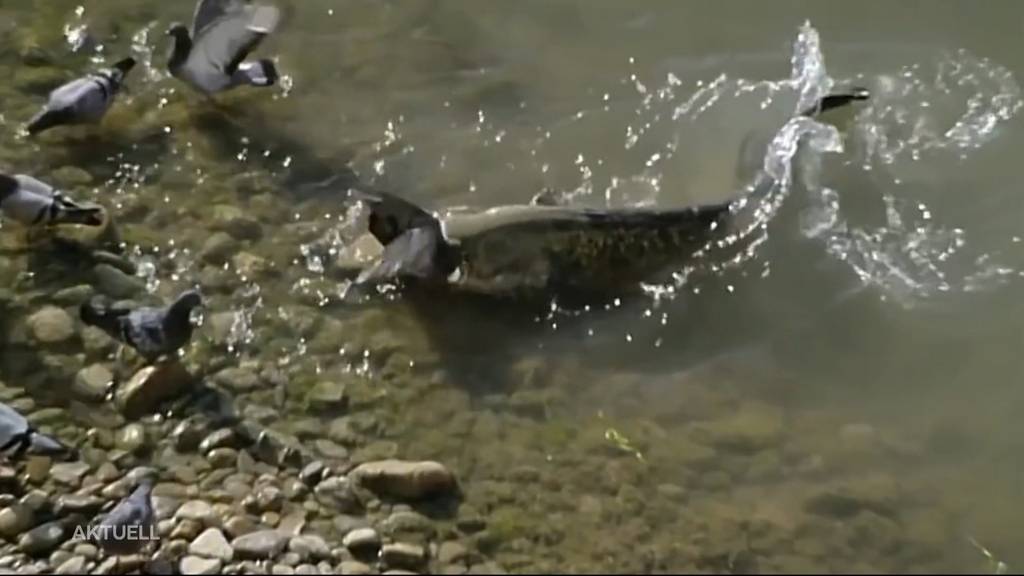 Monster vom Hallwilersee: Kaiman oder doch nur ein Wels?