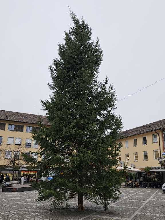 Lindenplatz Krone vom Weihnachtsbaum geknickt