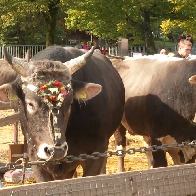 Breites Becken und praller Euter – Das macht eine Kuh zur schönsten in ganz Appenzell