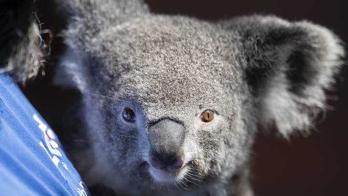 Zoo Zürich: Koalaweibchen Pippa hat erstmals Nachwuchs bekommen