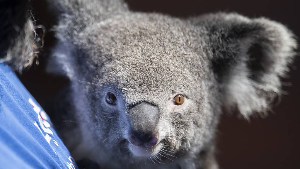 Koala Weibchen Pippa lebt seit März 2018 im Zoo Zürich. (Archivbild)