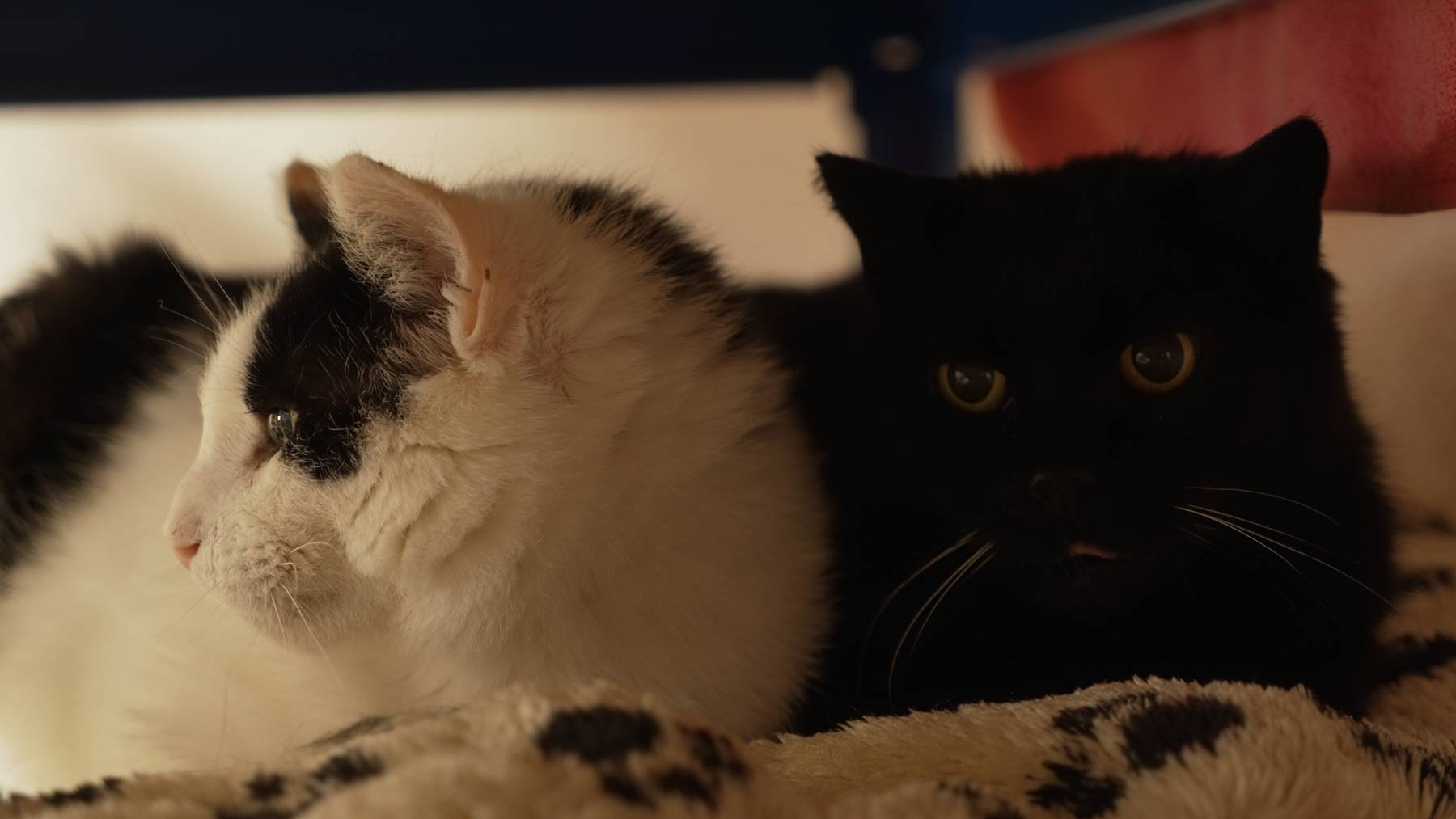 Kyrana & Kisho 