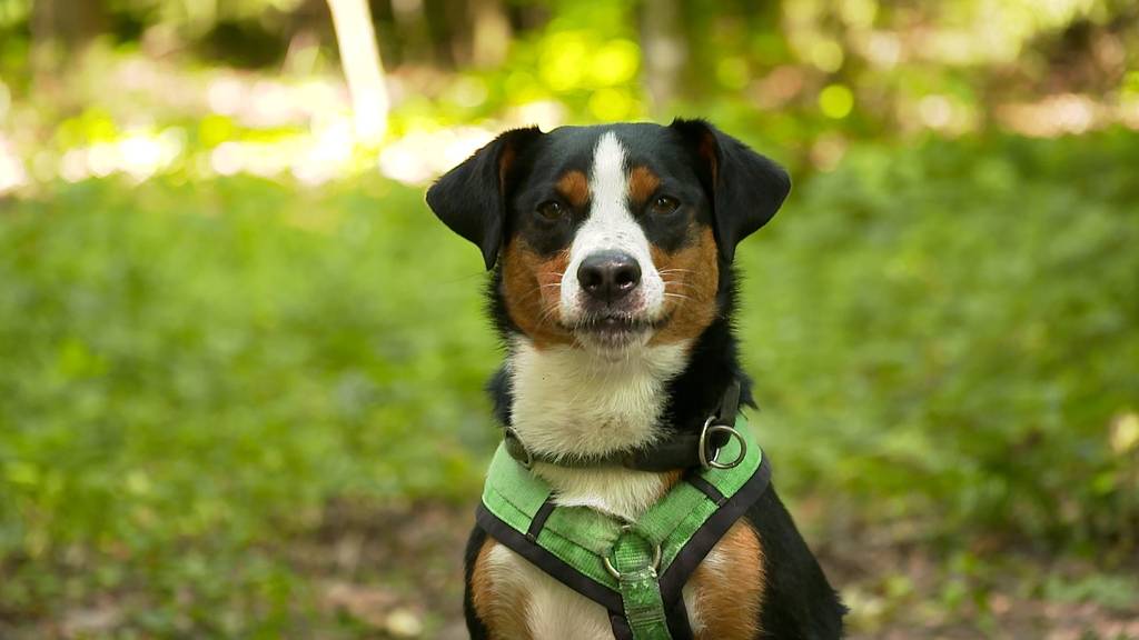 Benny