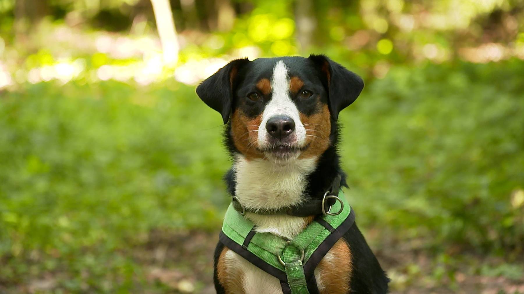 Benny