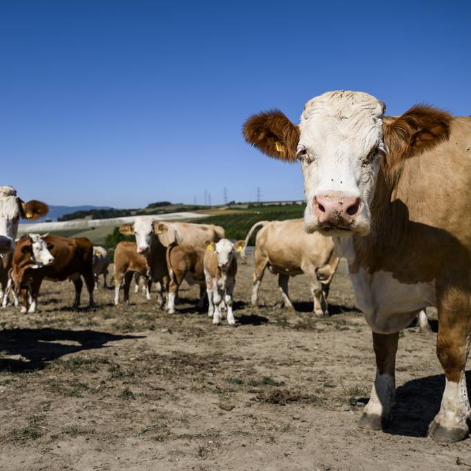 Aargau erhöht Beiträge für Tierhaltung – Halter bezahlen ab 2025 fast doppelt so viel