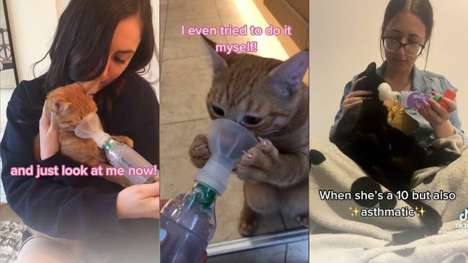 So sieht es aus, wenn Katzen Asthma haben