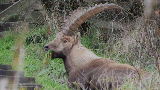 Steinbock spaziert auf A13