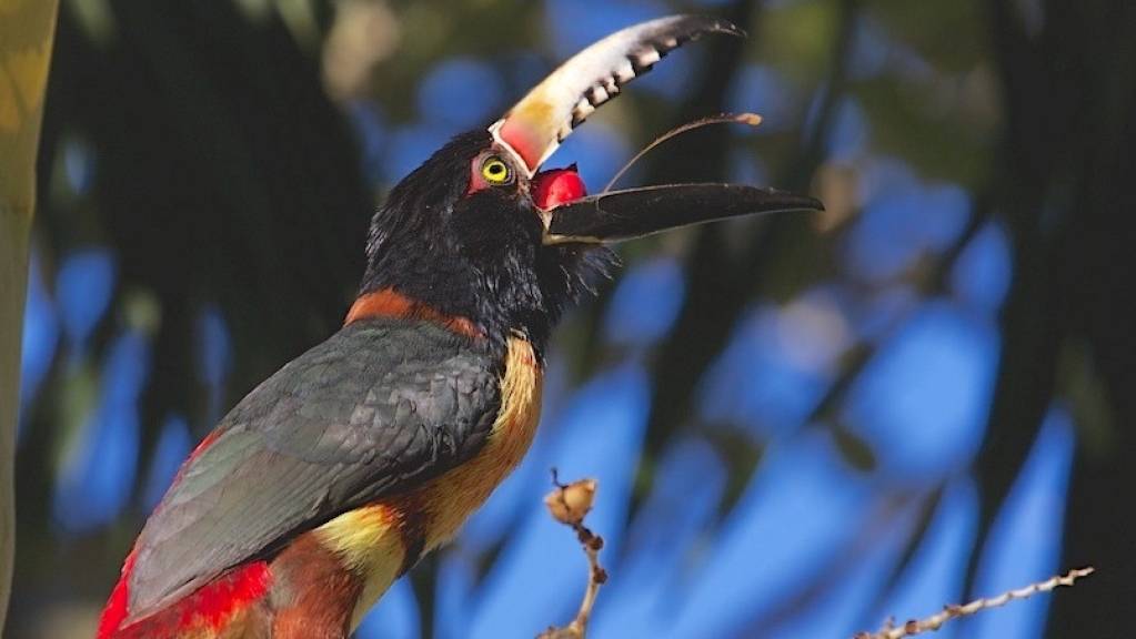 Vögel schlucken Früchte meist ganz, weshalb sie den Schnabel weit aufgesperren müssen: ein Halsbandarassari vertilgt eine reife Palmfrucht.