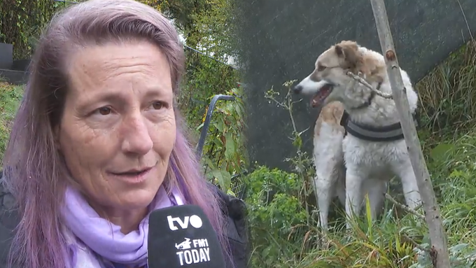 Susis Hundepension steht vor dem Aus – wegen nicht eingereichter Bewilligung