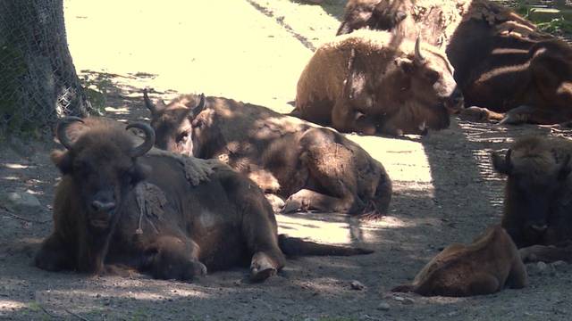 Tierfamilien im Dählhölzli flüchten vor Hitze