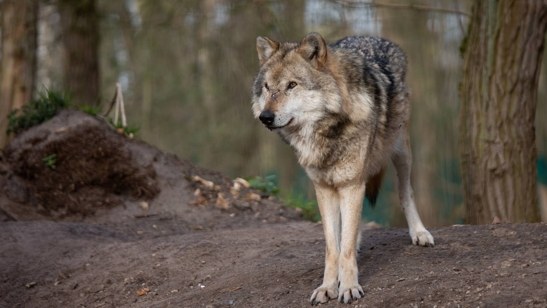 Wolf Wald