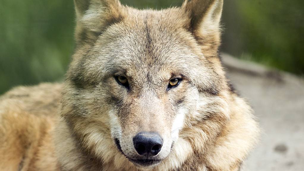 Seit den 1980er-Jahren lebt ein Rudel Mongolischer Wölfe im Zoo Zürich.