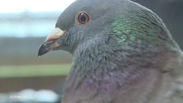 Taubenzüchter wegen Tierquälerei verurteilt