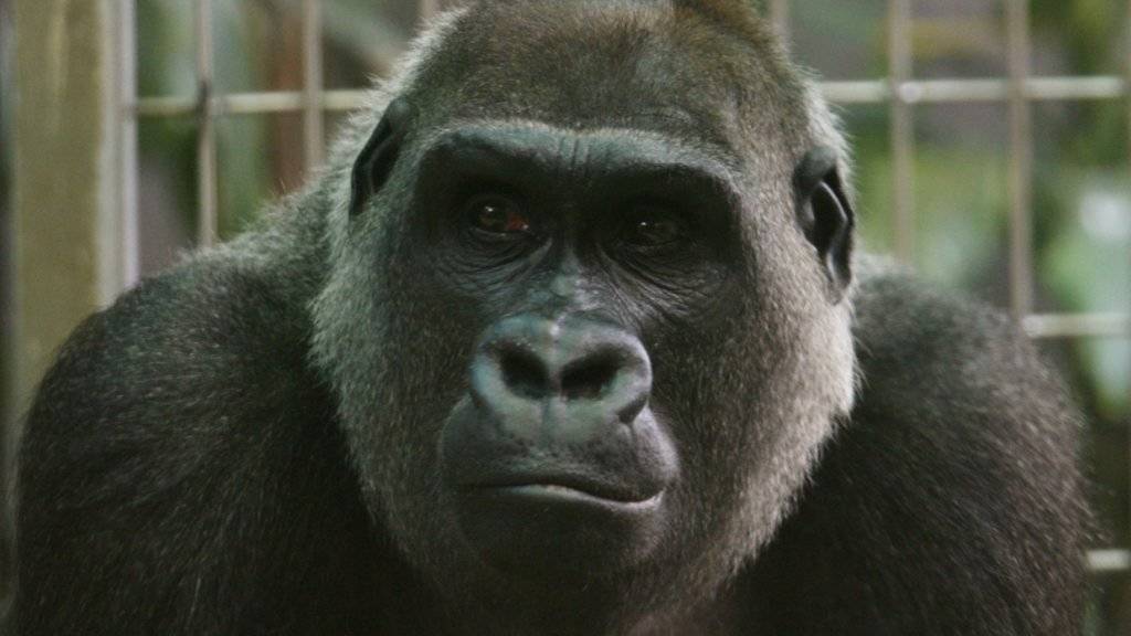 Die Gorilla-Dame Mamitu ist am Donnerstag im Zürcher Zoo eingeschläfert worden. Mamitu war mit 41 Jahren das älteste Weibchen aus der Gruppe Westlicher Flachlandgorillas des Zoo Zürich. (Archiv)