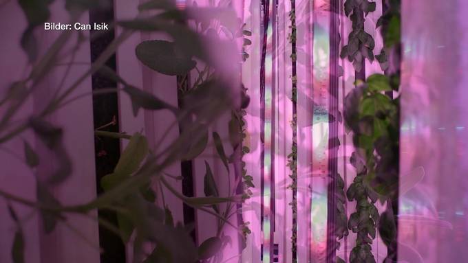 Erste Indoor-Farm: 365 Tage Kräuter aus der Region - Teil 1