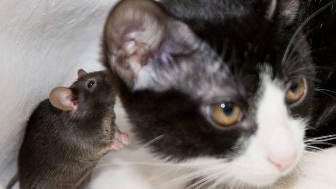 Parasit nimmt Mäusen die Furcht vor Katzen