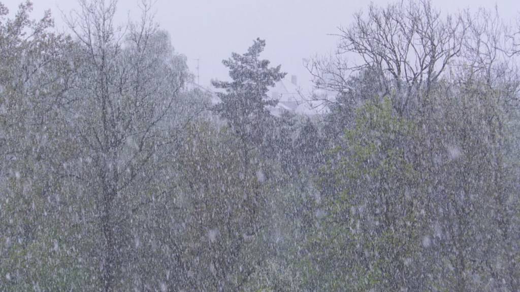 Frost-Alarm: Wintereinbruch macht Ostschweizer Obstbauern zu schaffen