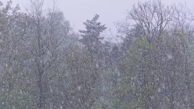 Frost-Alarm: Wintereinbruch macht Ostschweizer Obstbauern zu schaffen