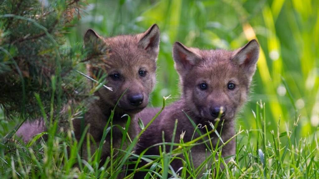 Zwei Wolfswelpen im Gehege des Berner Tierparks Dählhölzli. (Archivbild)