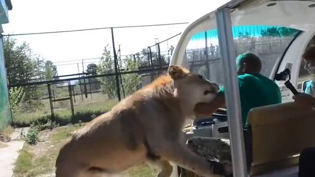 Löwin springt in ein Touristenfahrzeug