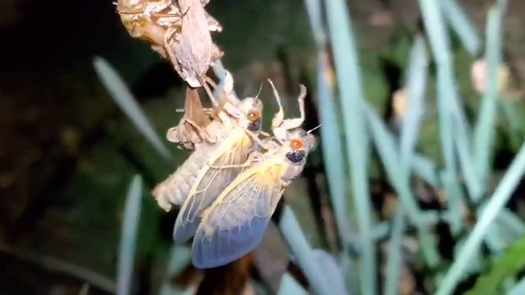 Milliarden Zikaden kriechen ans Tageslicht: Naturspektakel in den USA