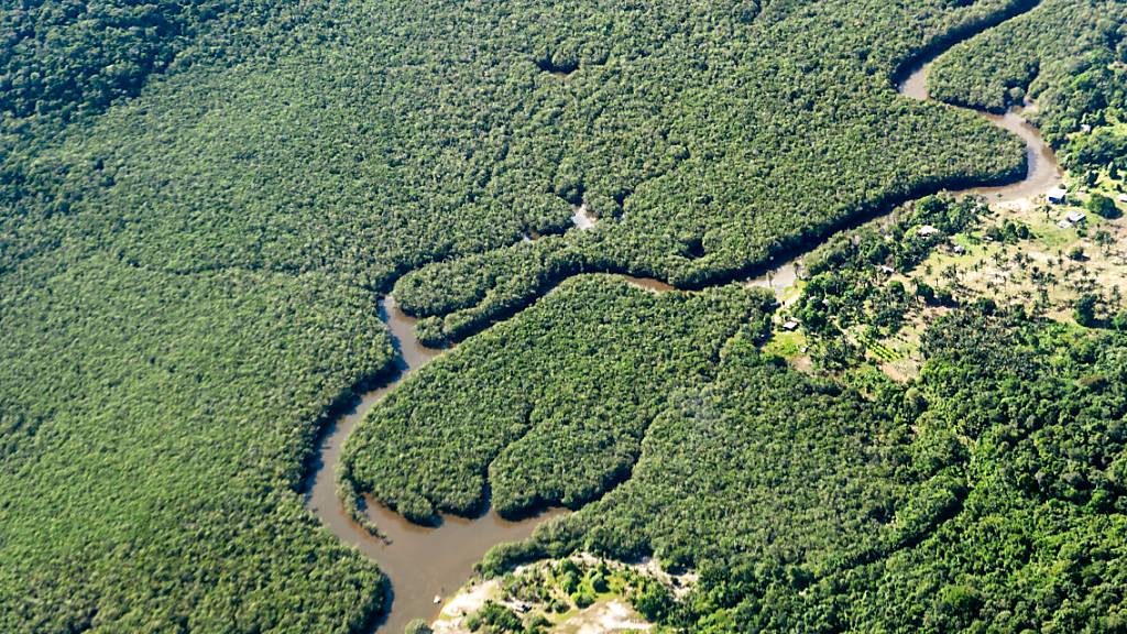 ARCHIV - Ein kleiner Fluss schlängelt sich durch den Amazonas-Regenwald. Das brasilianische Amazonasgebiet gilt als CO2-Speicher. Foto: Jens Büttner/dpa