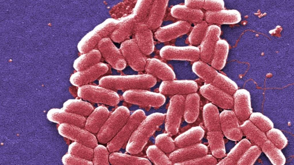 Ein E-Coli-Bakterium, das gegen sämtliche Antibiotika resistent ist, wurde erstmals in den USA bei 49-Jährigen gefunden. (Archivbild)