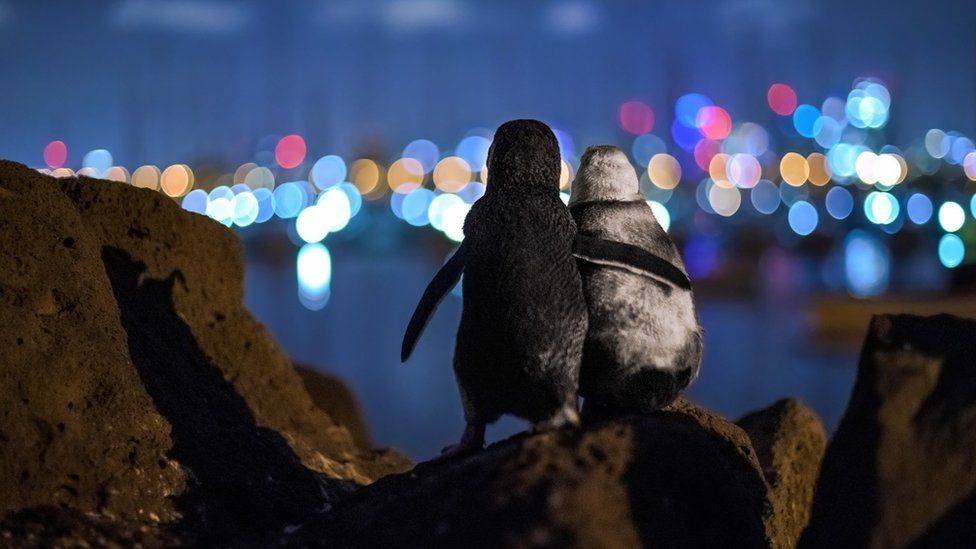 Verwitwete Pinguine umarmen sich im preisgekrönten Foto