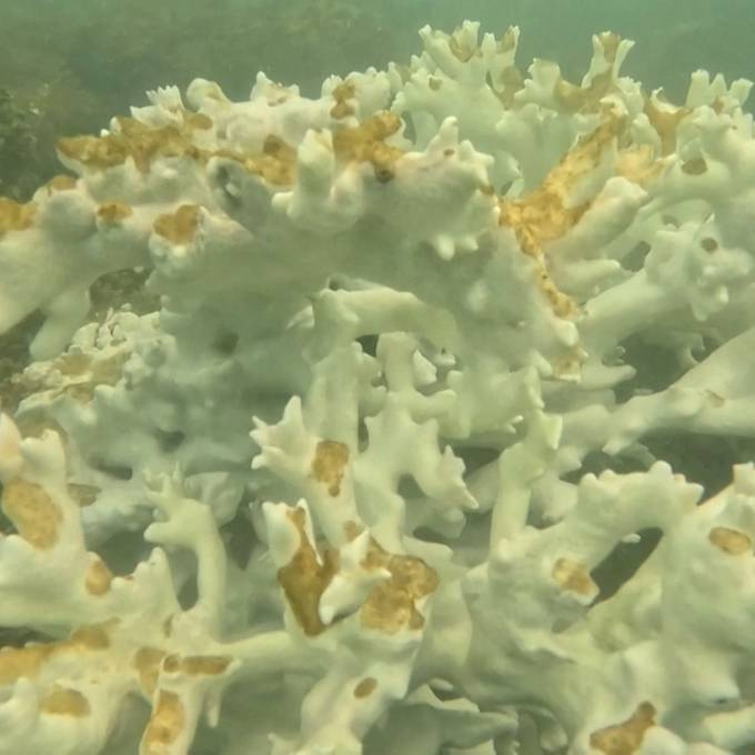 Schlimmste Korallenbleiche aller Zeiten wegen Klimawandel