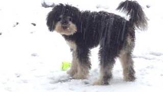 Kanton Zug hält Hundehalter an langer Leine