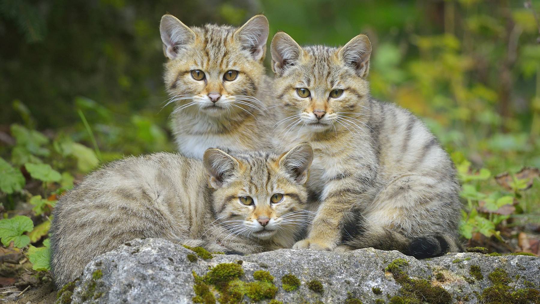 Im Kanton Bern sollen rund 100 Wildkatzen leben.