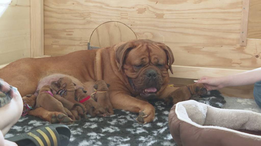 Tierische Überraschung: Familie Da Silva aus Unterkulm kümmert sich um 14 Hundewelpen
