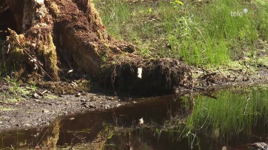 Wie entwickeln sich die 20 neuen Weiher im Meggerwald?