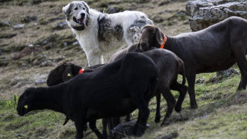 Ein Herdenschutzhund passt auf «seine Schäfchen» auf. (Archivbild)
