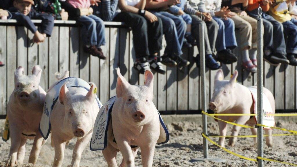 Das Olma-Schweinerennen ist bewegt nicht nur die Zuschauer, sondern auch die Juristen. (Archivbild)
