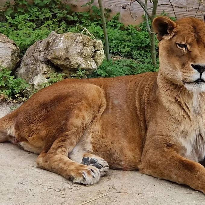 «Biblisches Alter erreicht»: Älteste Löwin der Schweiz im Sikypark gestorben