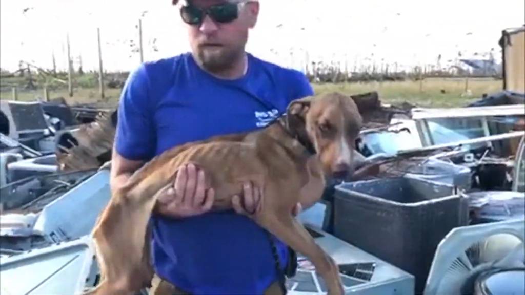 Wunderhund  «Miracle» überlebt einen Monat in Trümmern