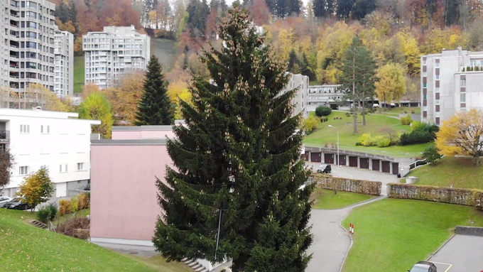 Christbaum kommt doch noch nicht