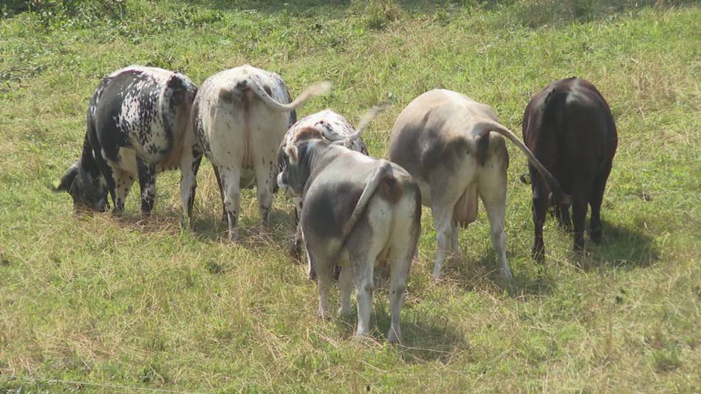 Verwüstung: Ein heftiger Sturm richtet in der Region Bottenwil grosse Schäden an